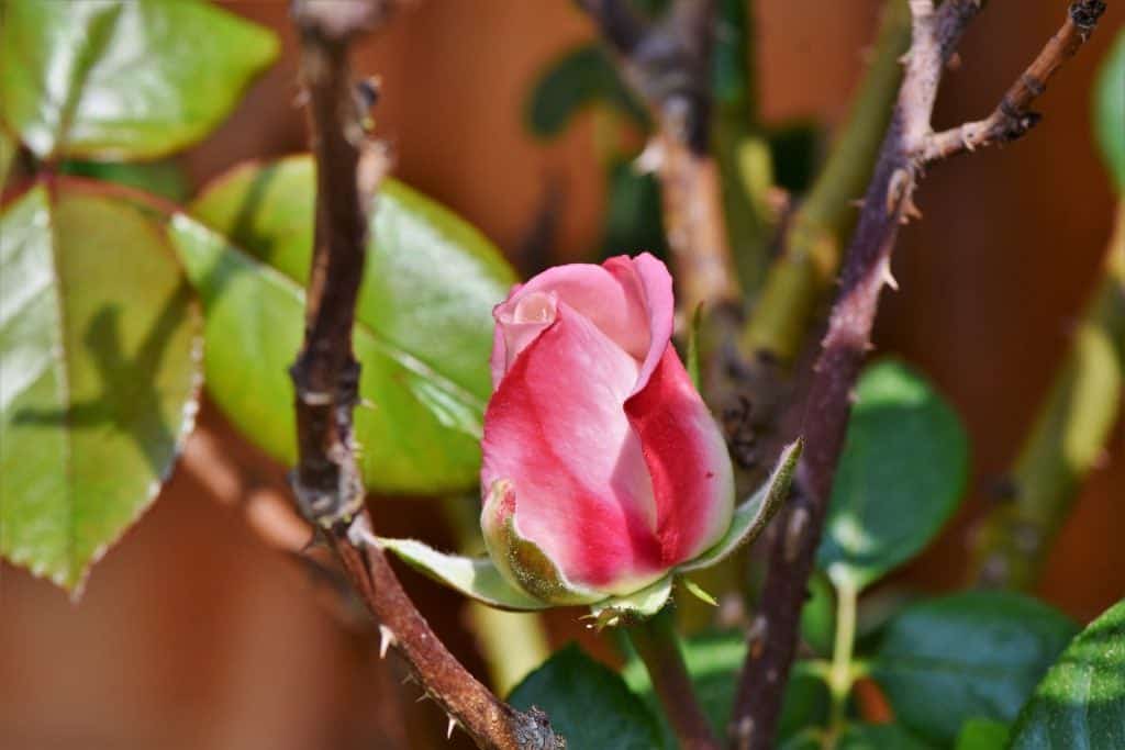 Rose or the Thorny Bush Poem