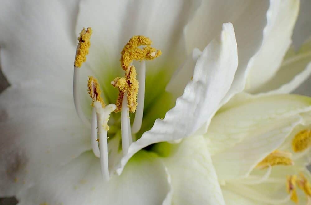 Flower Amaryllis and Paper Whites optimized
