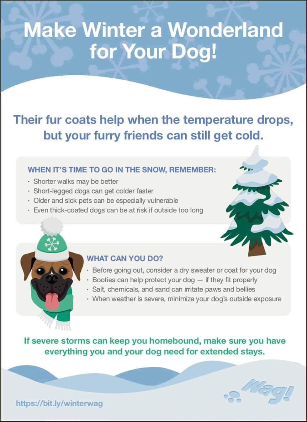 How to Keep Dogs Safe During Cold Weather Walks
