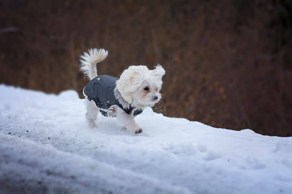 How to Keep Dogs Safe During Cold Weather Walks