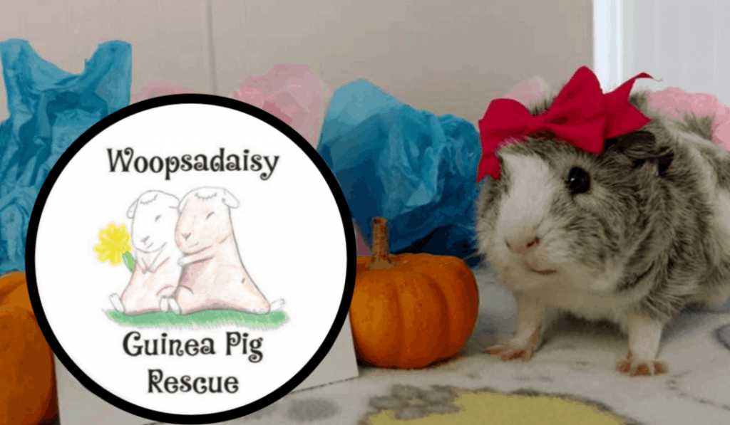 Woopsadaisy Guinea Pig Rescue