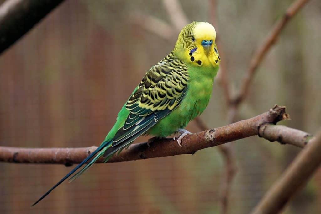 Advice on Choosing a Parakeet as a Pet