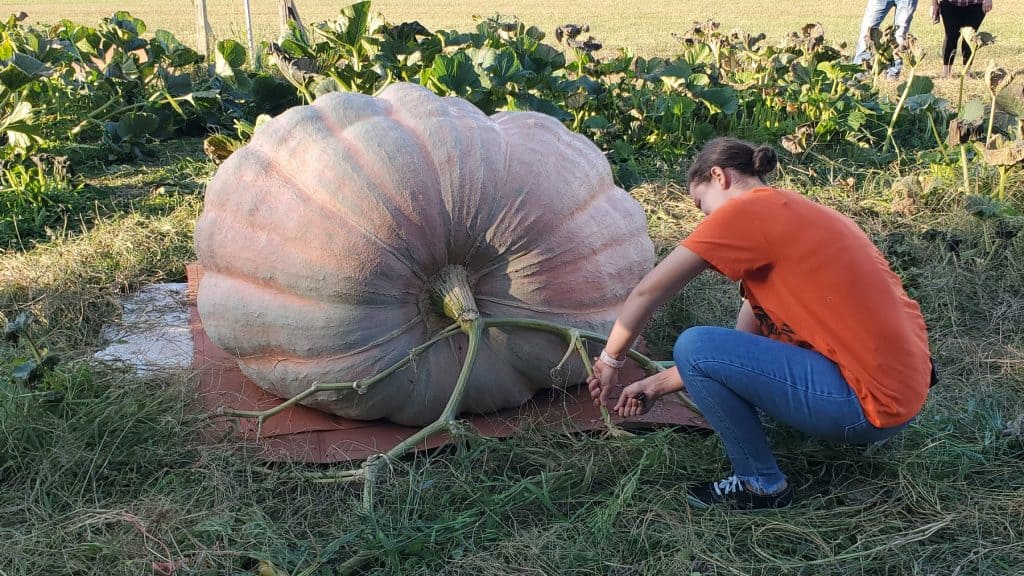 Bella Liggett Cutting the Vine on her Giant Pumpkin