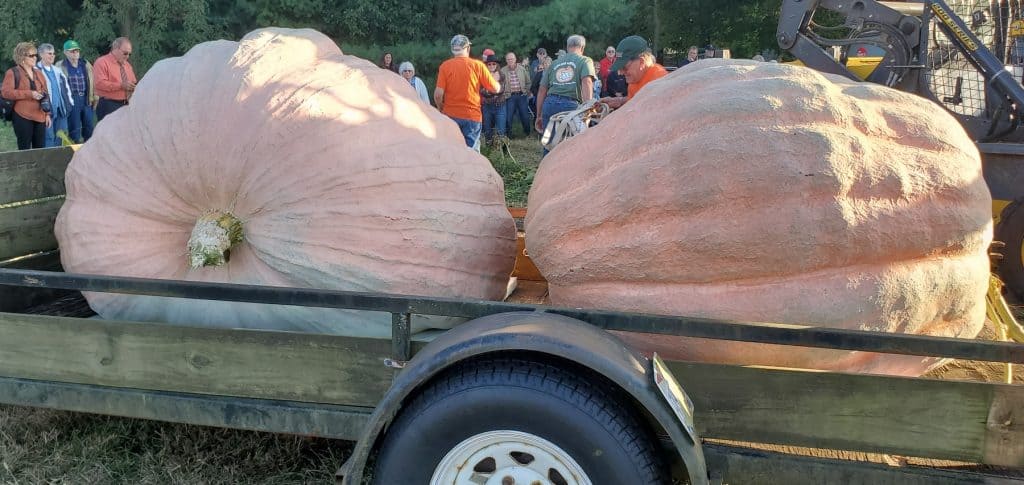 Bob and Bella Liggett's Giant Pumpkins