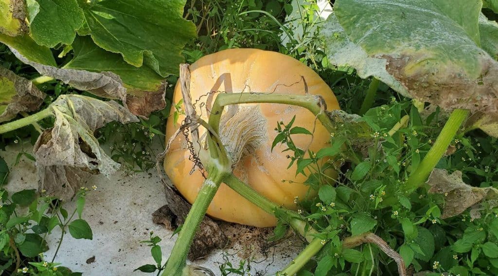 pumpkin farmer grower