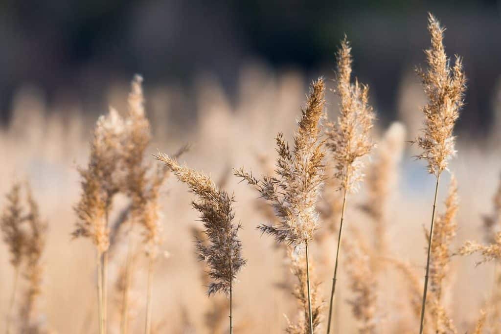 Reed Grass ornamental