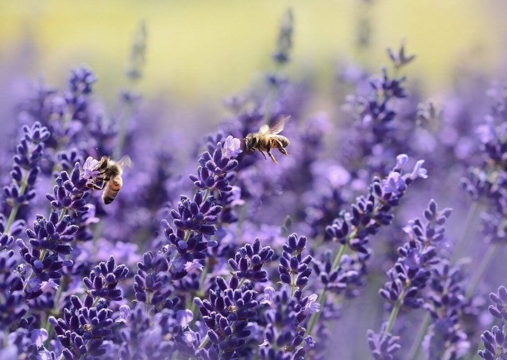 Ode to the Birds and the Bees lavender