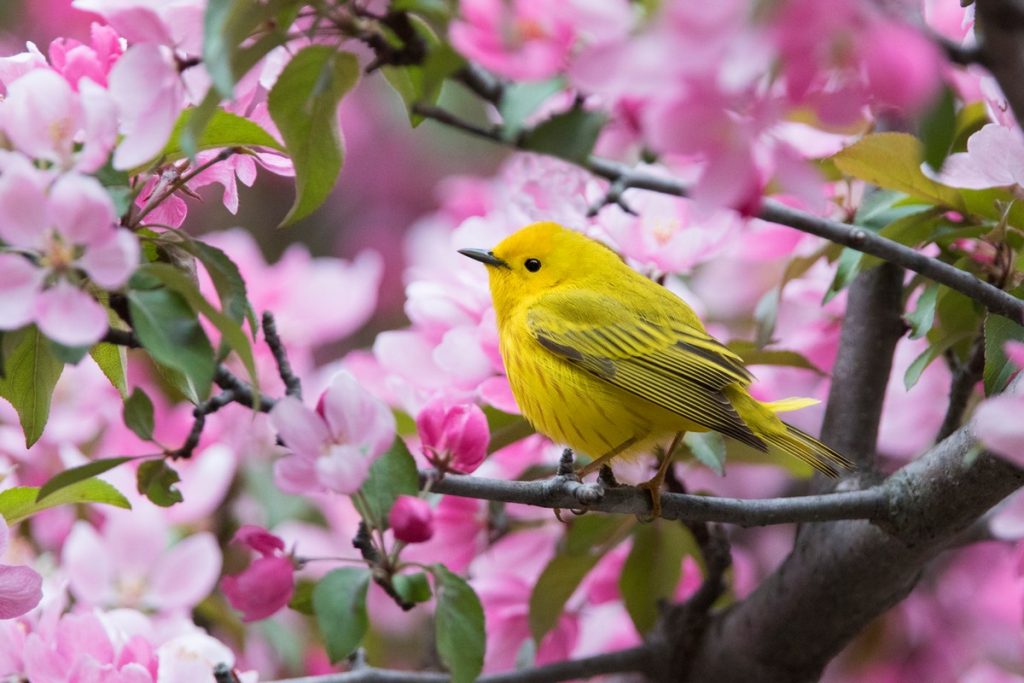 How You Can Help Protect Wild Birds in Your Yard