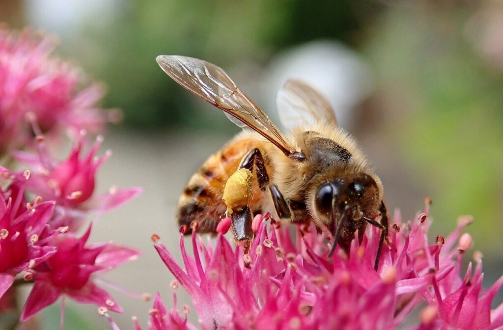 Bee friendly plants