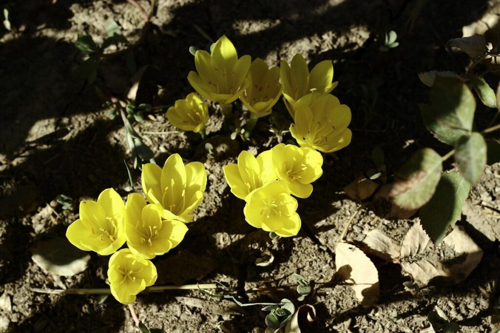 Autumn crocus