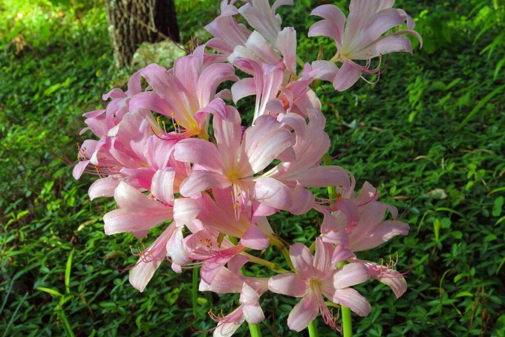 Resurrection Lily In the Garden