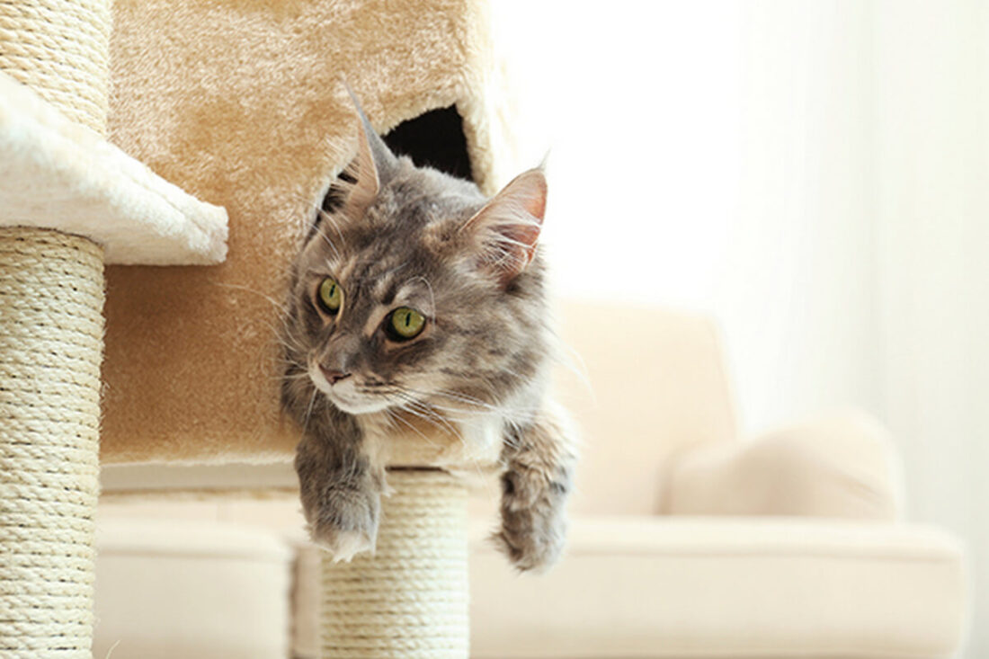 4 ways to help your new cat adapt to your home | Dimple Times