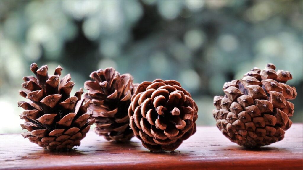 How do I use pine cones as Christmas decorations