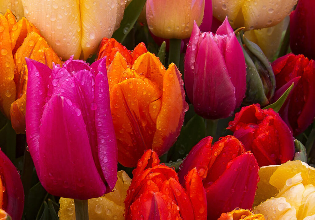 Start now for a spectacular spring show tulips