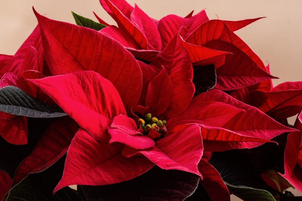 Can you keep a poinsettia from year to year