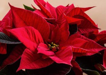 Can you keep a poinsettia from year to year