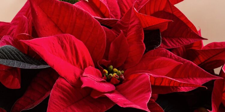 Can you keep a poinsettia from year to year