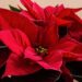 Can you keep a poinsettia from year to year