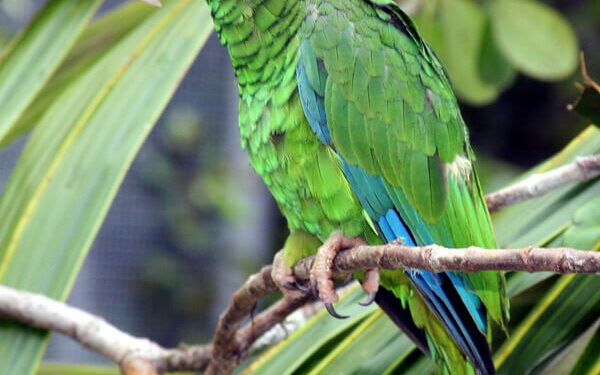Puerto Rican parrot