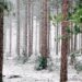 Tree Snowing - Christine's Corner