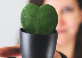 Hoya Kerrii The Sweetheart Plant