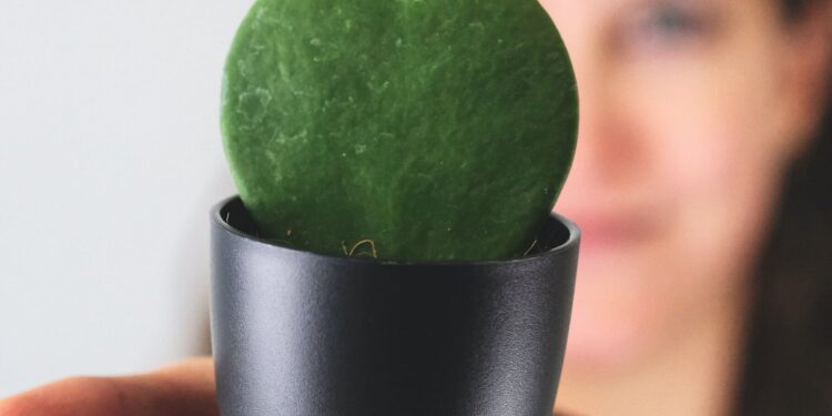 Hoya Kerrii The Sweetheart Plant