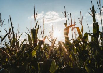 Photo by Julian Hochgesang