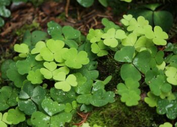 Shamrocks - The symbol of Ireland