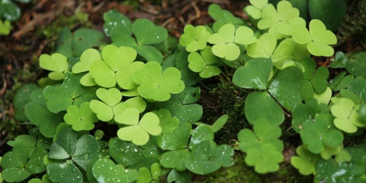 Shamrocks - The symbol of Ireland