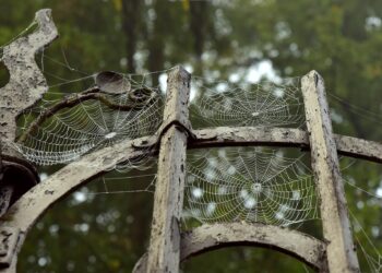 The Fuzzy Wuzzy Spider