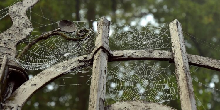 The Fuzzy Wuzzy Spider