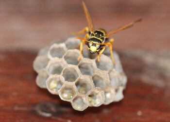 Annual inspections that should be done on your home