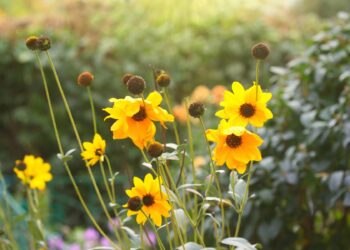 Hold Onto Hope Flowers