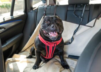 How to drive safely with pets