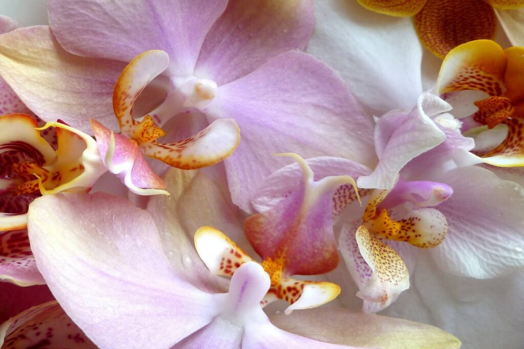 Orchids - One of the most beautiful flowers on Earth