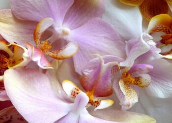 Orchids - One of the most beautiful flowers on Earth