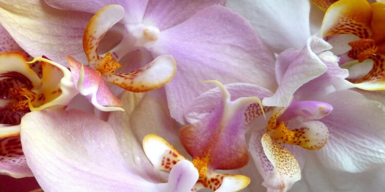Orchids - One of the most beautiful flowers on Earth