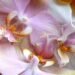 Orchids - One of the most beautiful flowers on Earth