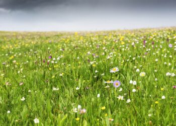 The Great Darby Plains