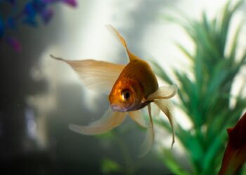 Tips for creating a healthy aquarium