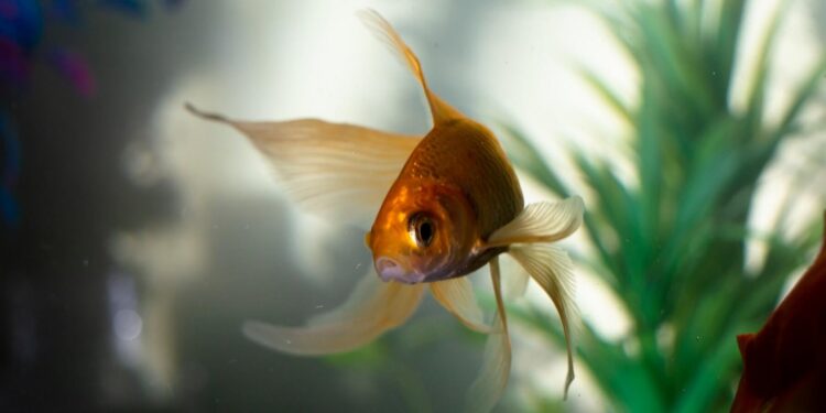 Tips for creating a healthy aquarium