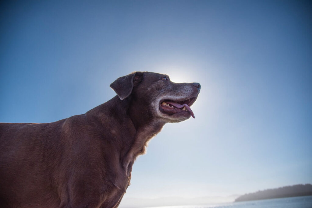4 ways you can accommodate your old dog