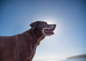 4 ways you can accommodate your old dog