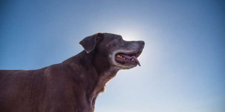 4 ways you can accommodate your old dog