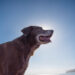 4 ways you can accommodate your old dog