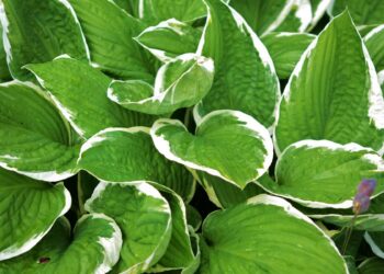 Bringing the Tropics to your Garden Hosta