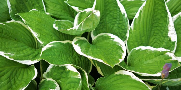 Bringing the Tropics to your Garden Hosta