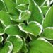 Bringing the Tropics to your Garden Hosta