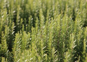 Fragrant choices for your herb garden