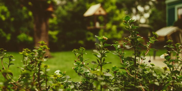 Spruce Up Your Garden Just In Time For Summer